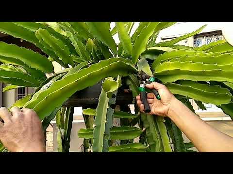 Video: Growing A Spider Tree Plant - Kawm Txog Strophanthus Cultivation