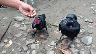 HOW TO FEED A HUNGRY CROW