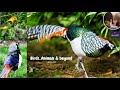 The Amazing World of Birds: A Visual Feast-Birds Chirping/ Stress Relief/Relaxing Sounds