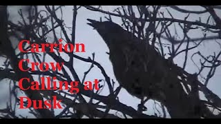 Carrion Crow Calling At Dusk