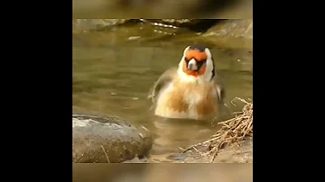 إستحمام الحسون في الطبيعة 