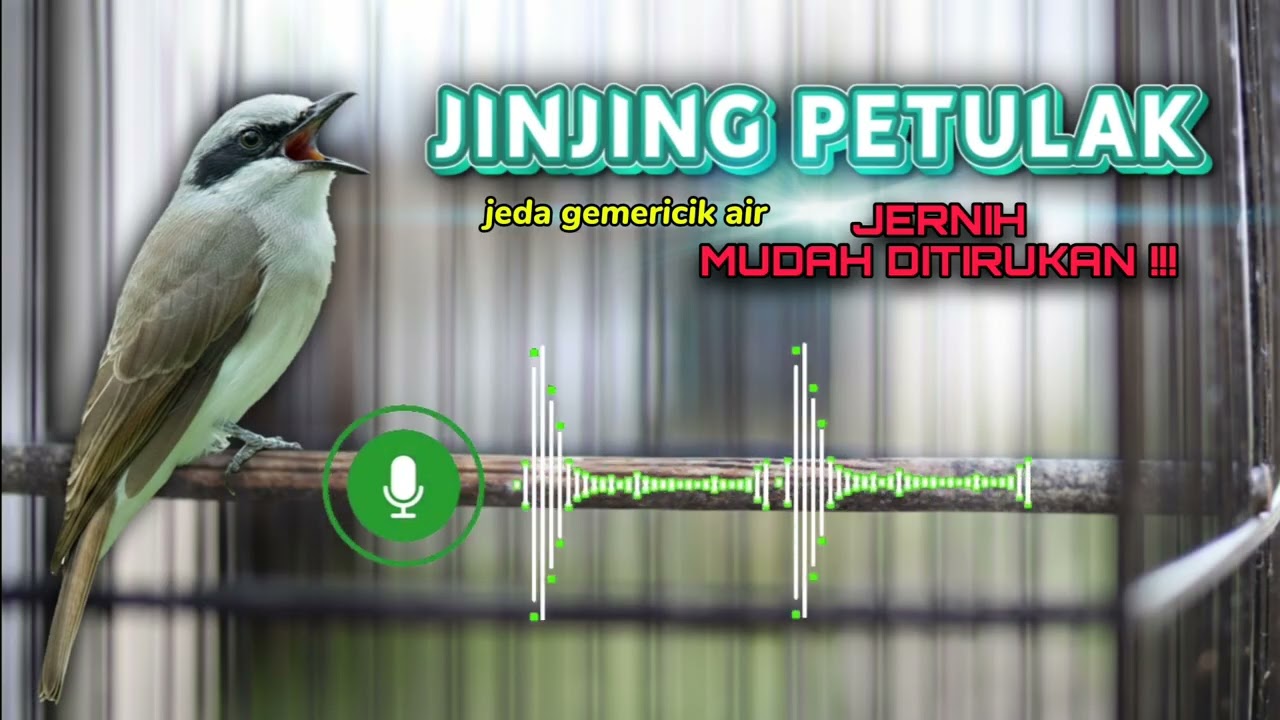 MASTERAN JINJING PETULAK GACOR | MASTERAN JERNIH JINJING PETULAK