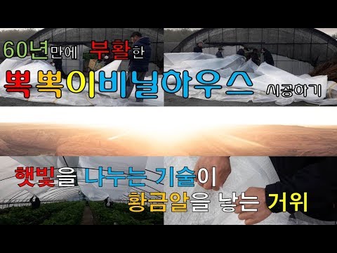 60년만에 부활한 뽁뽁이비닐하우스 시공하기, 햇빛을 나누는 기술이 황금알을 낳는 거위