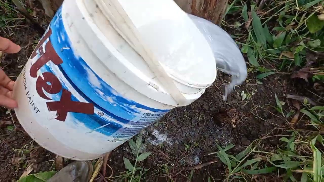 Cara mengobati pohon pisang yang sakit