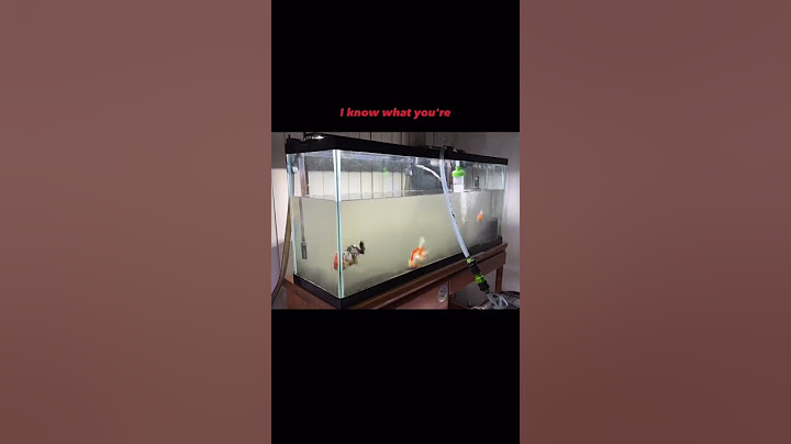 FILTHY goldfish tank cleaning