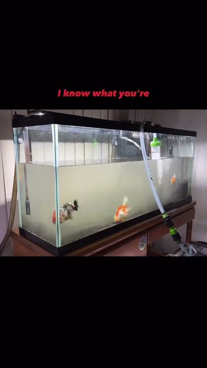 Pembersihan akuarium ikan mas yang KOTOR