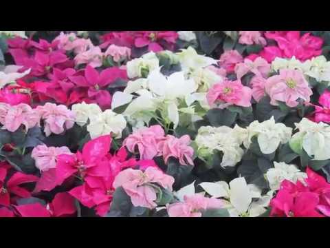 Diez cuidados para mantener viva tu flor de nochebuena - YouTube