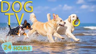 DOG TV: Videos Entertain & Relax for Dogs to Watch a Home Alone All Day - Anti-Stress Music for Dogs screenshot 4