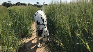 Dalmatian lost in wheat grass