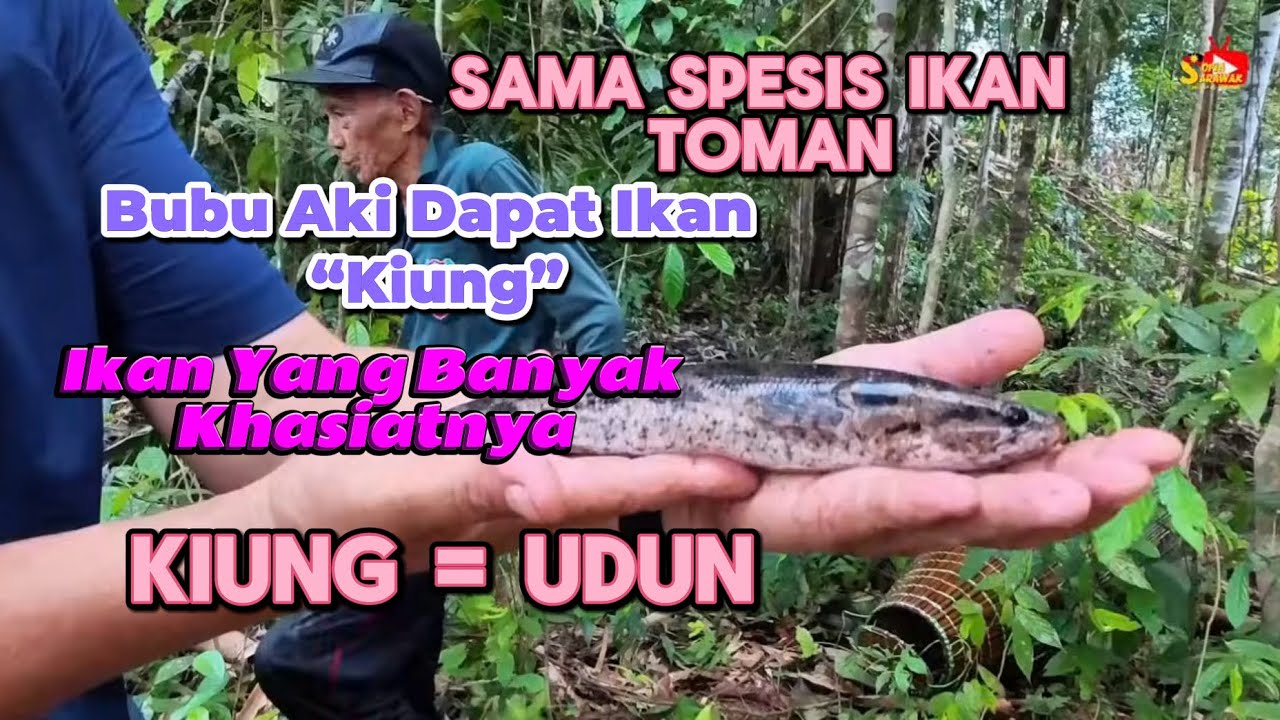 Ke Kebun Terjumpa AKI Menahan Bubu,Besar Bubu Aki