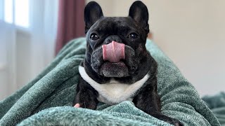 «Keep stroking me» (c) French Bulldog Oleg