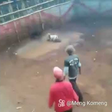 Dugong cikawao