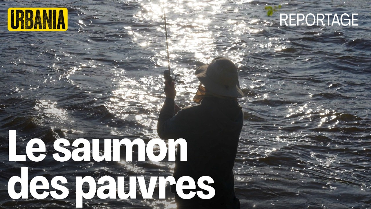 Le mystère de l'alose savoureuse