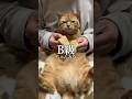 【猫ダンス/B級~ちゃんみな】花凛ちゃんはSSS級です~ #猫 #cat #shorts