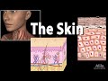 Anatomy and physiology of the skin animation