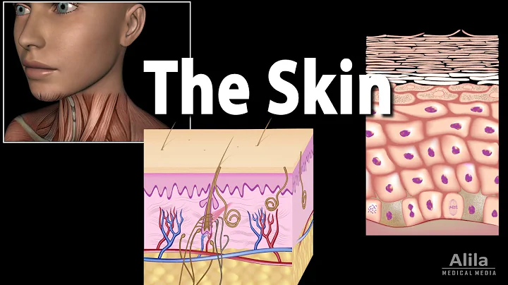 Anatomy and Physiology of the Skin, Animation - DayDayNews