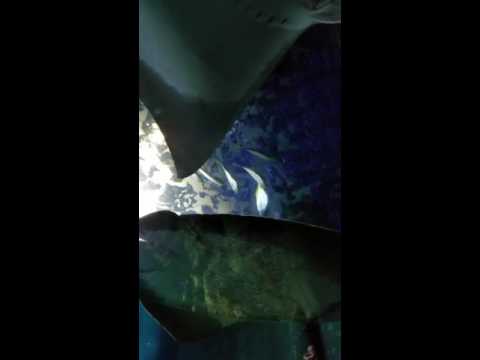 Video: Sea Life Arizona akvariumas Tempe AZ