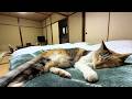 部屋に遊びに来た猫が朝まで帰ってくれない温泉旅館