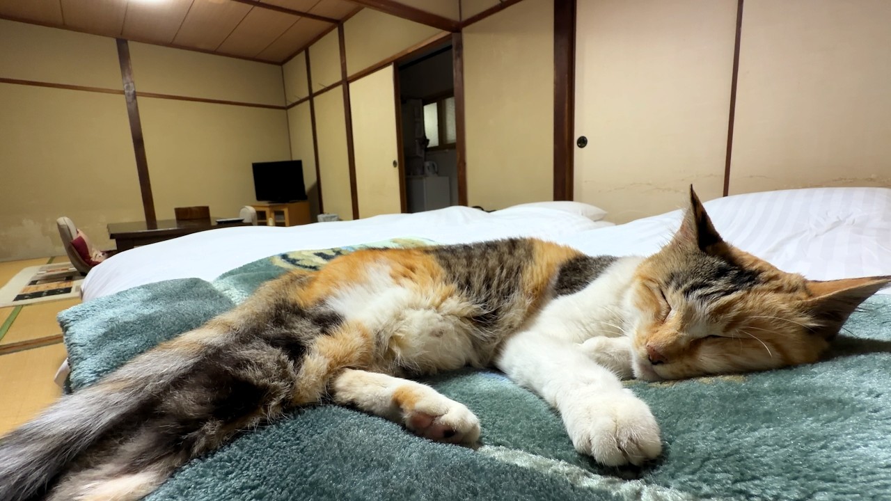 部屋に遊びに来た猫が朝まで帰ってくれない温泉旅館