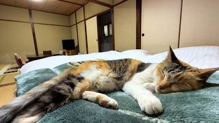 部屋に遊びに来た猫が朝まで帰ってくれない温泉旅館