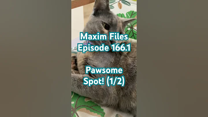 Watch the video about Pawsome Spot! (1/2) #catshorts #cat #cuteanimal #catcute #kittty #cutecat #funny #meow #meowing