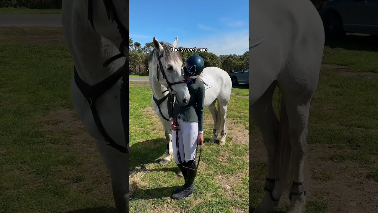 Every Owner Has Three Types Of Horses Horse Equestrianrider Equestrian Equestrianlife