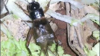 suara jangkrik sawah buat masteran burung