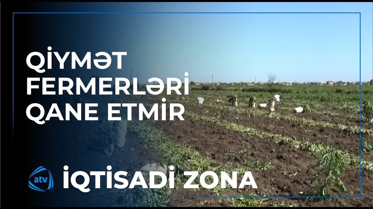 Kartofun qiyməti fermerləri qane etmir / İqtisadi zona
