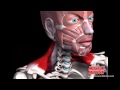 Trapezius muscle in motion
