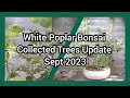 White Poplar Bonsai Collected Trees Update Sept 2023