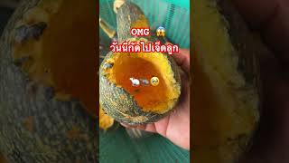 วันนี้กัดไปเจ็ดลูก #ch7hdnews #garden #gardening #สวน #สวนหลังบ้าน #pumpkin #shorts #ฟักทอง