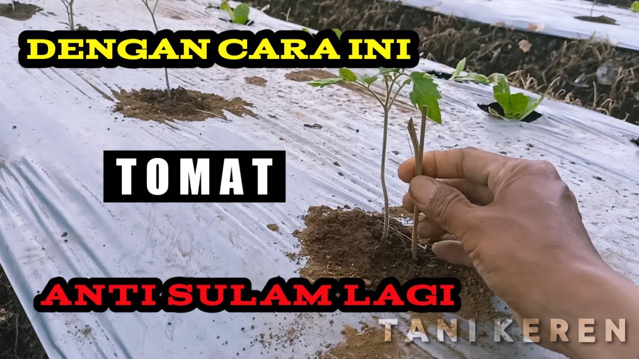Tehnik sederhana menyulam tanaman tomat supaya tidak layu karena panas mulsa