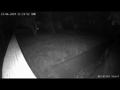 Bobcat With Dinner - Clayton, CA - YouTube