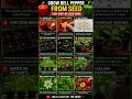 #garden #growth #bellpepper how to grow bell pepper from seed