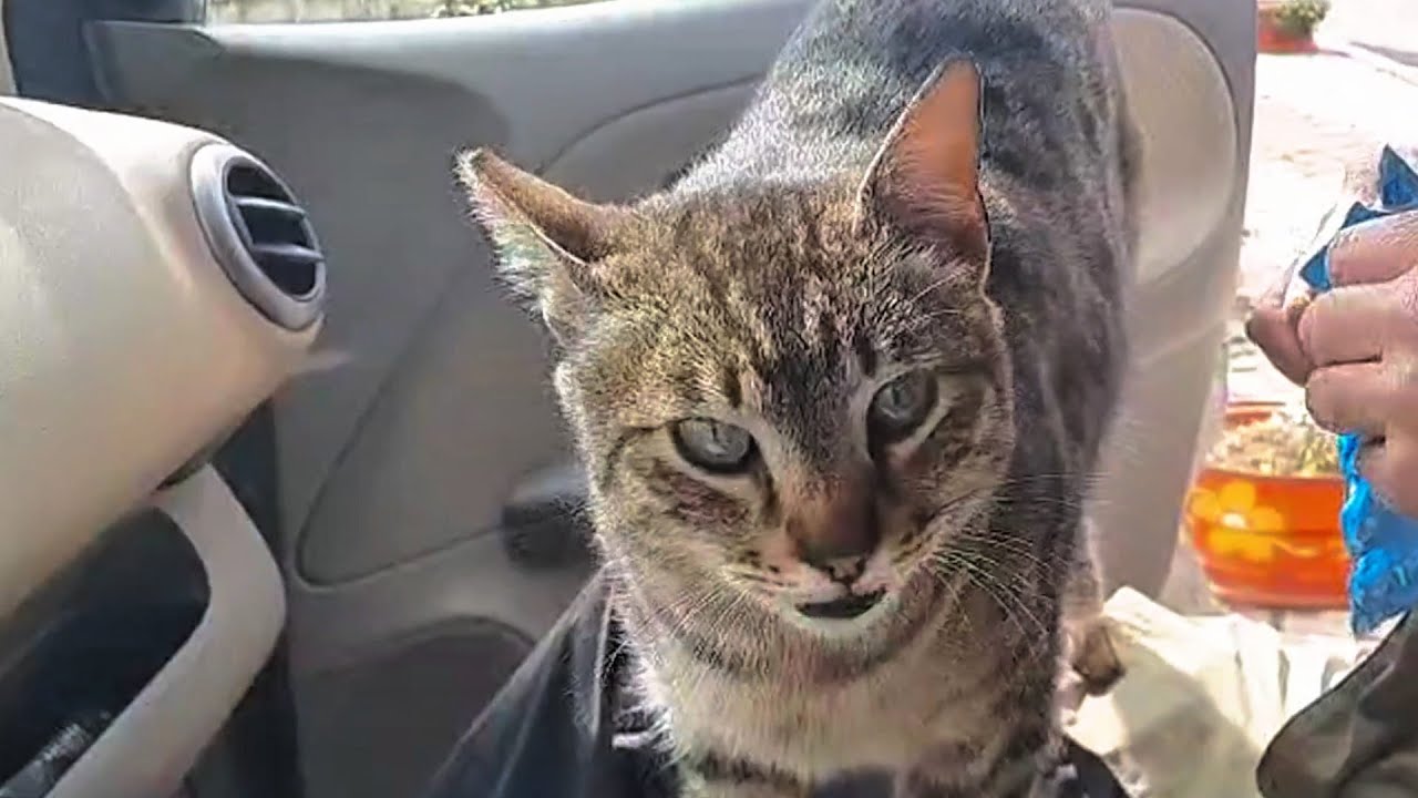 A familiar street cat ran into the car for a snack and socialization ...