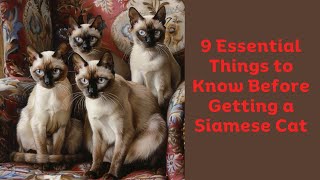 9 Essential Things to Know Before Getting a Siamese Cat