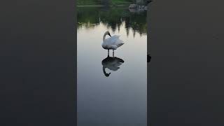 Swan
