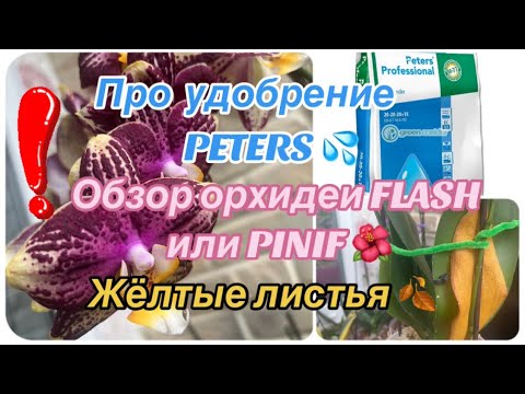 ОРХИДЕЯ ПИНИФ, Flash,