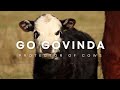 Harikanta   go govinda ft vermon seidel twojay