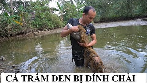 CÁ TRẮM ĐEN KHỦNG | QUĂNG CHÀI BẮT ĐƯỢC CÁ TRĂM ĐEN LÂU NĂM