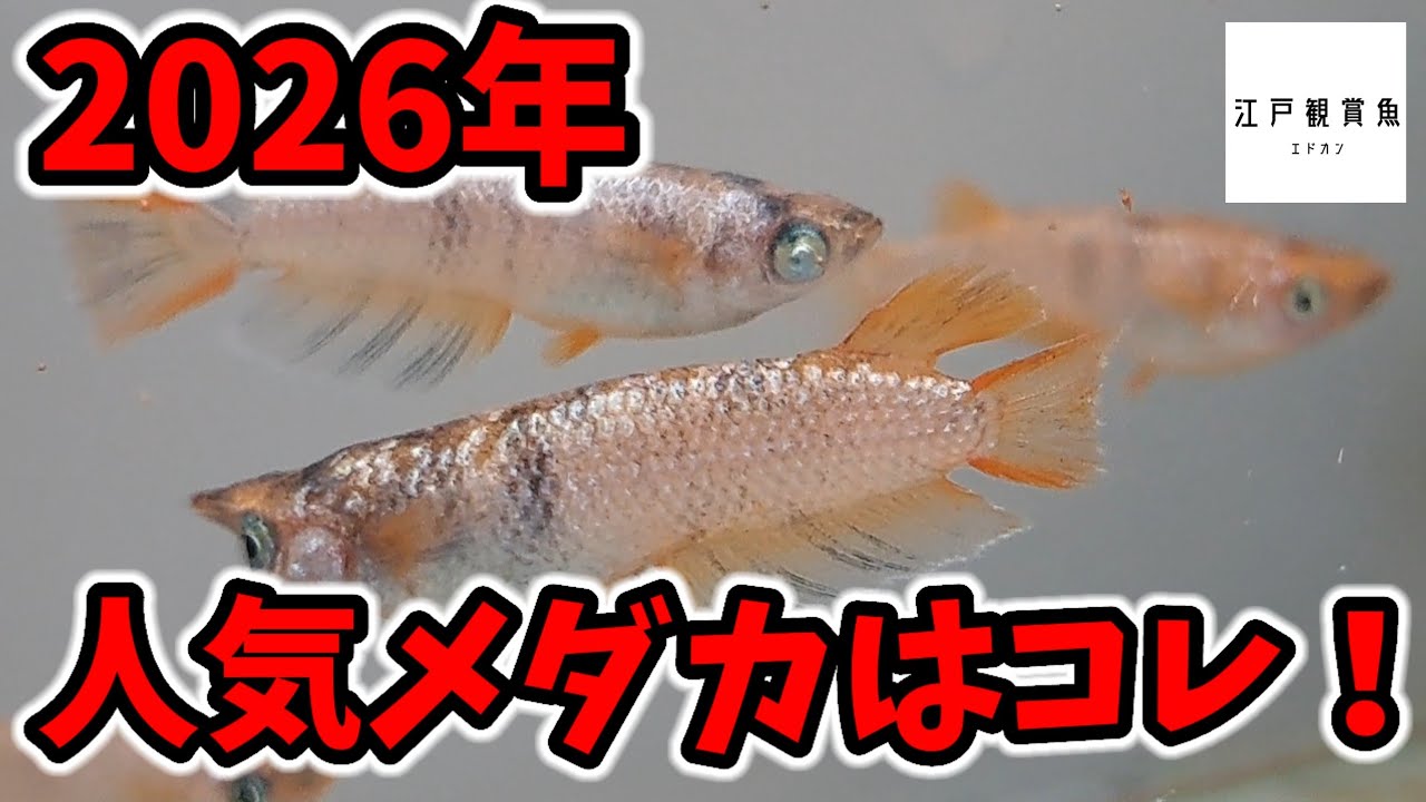 2026年人気メダカの桔梗菊ゴールド【江戸観賞魚】鶴崎楊貴妃 