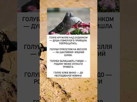 Що віщують голуби прикмети життя народнамудрість україна щастя шортс забобони знакидолі