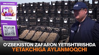 Ozbekiston Zafaron Yetishtirishda Dunyo Yetakchisiga Aylanmoqchi