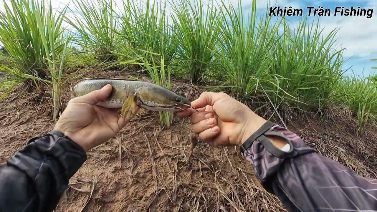 Câu cá lóc Tân Phú Đông Tập #101 Nước mới vô cá nhỏ nhiều ăn rất bạo