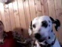 Далматинец Брюс поёт___ The dalmatian Bruse singing