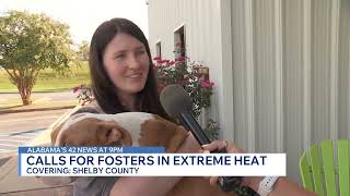 Shelby Humane launches Foster for the Heat program