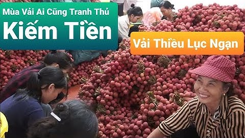 Mùa Quả Chín -Mua Bán Vải Thiều Sôi Động l Núi Đồi Lục Ngạn