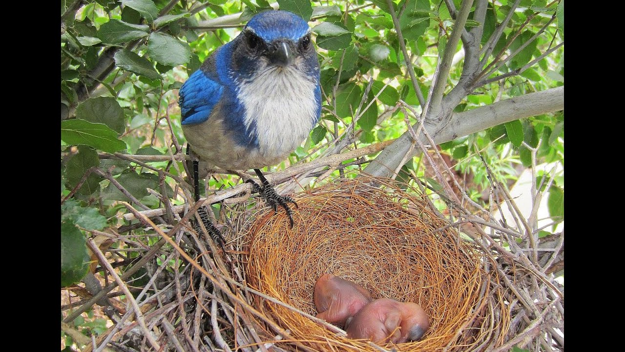 Nesting Habits Of The Blue Jay
