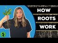 Understanding Plant Roots