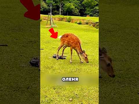 Олениха родила прям на заднем дворе 🦌😱 #милыеживотные #животные